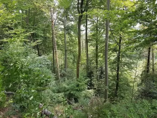 exploring the woods on Olten Switzerland, Family activities
